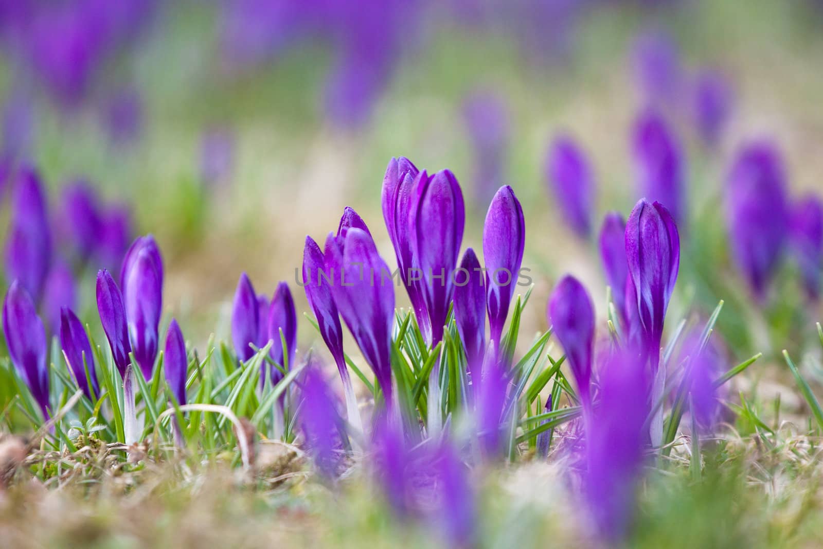 Violet crocuses growing happily in the grass