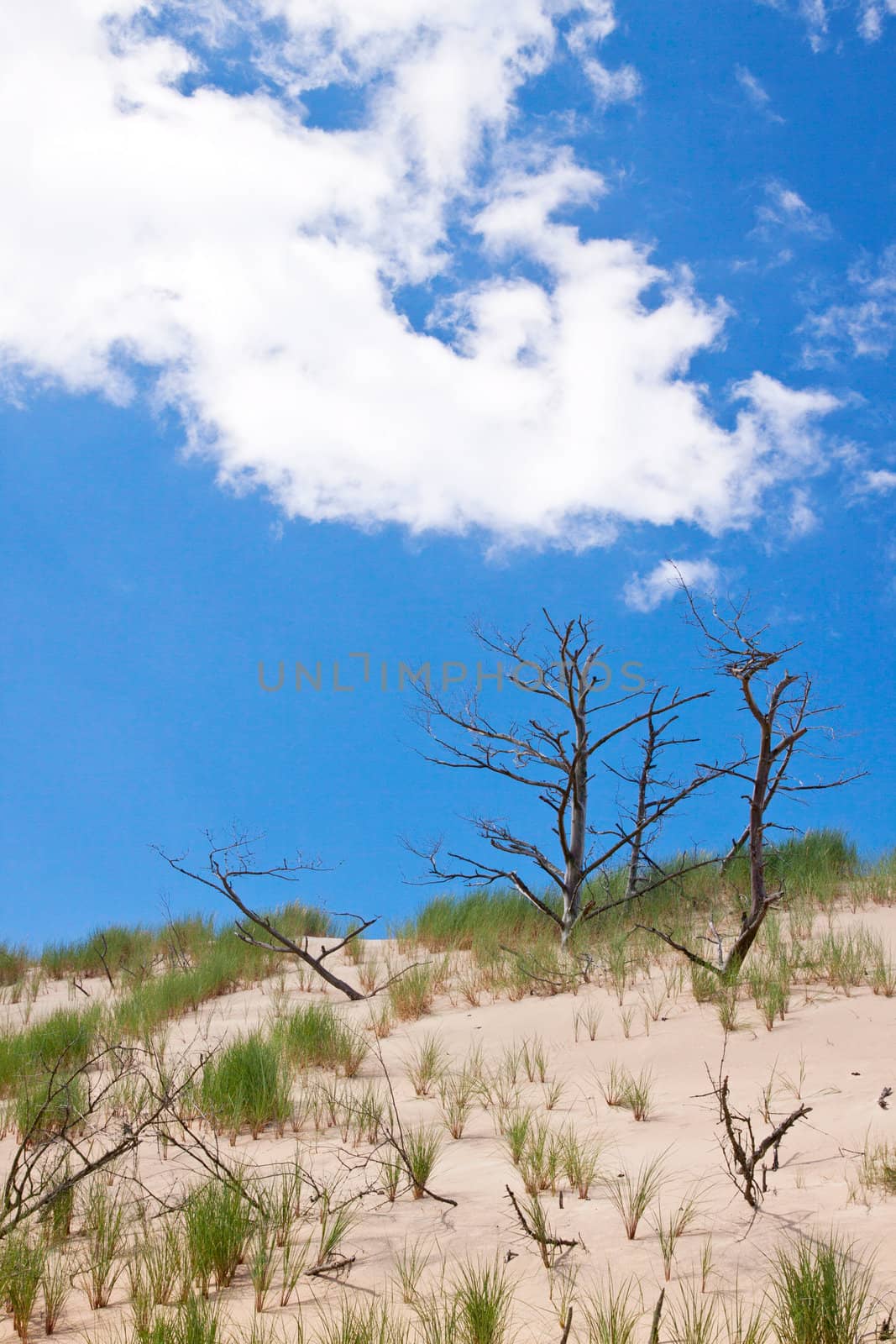 Moving dunes near the Baltic Sea by seawhisper