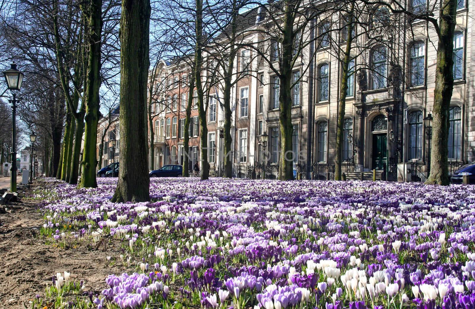 Spring in The Hague, Holland. Crocusses at the Lange Voorhout.