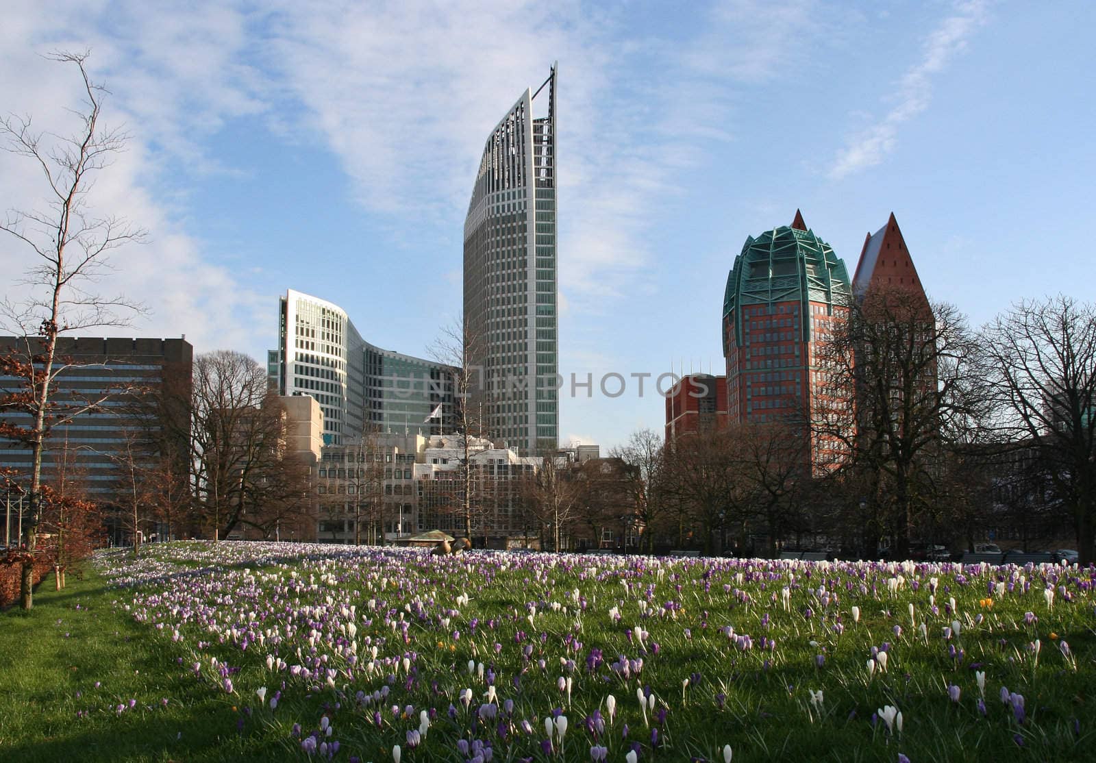 Spring flowers (crocusses) in downtown The Hague, Holland