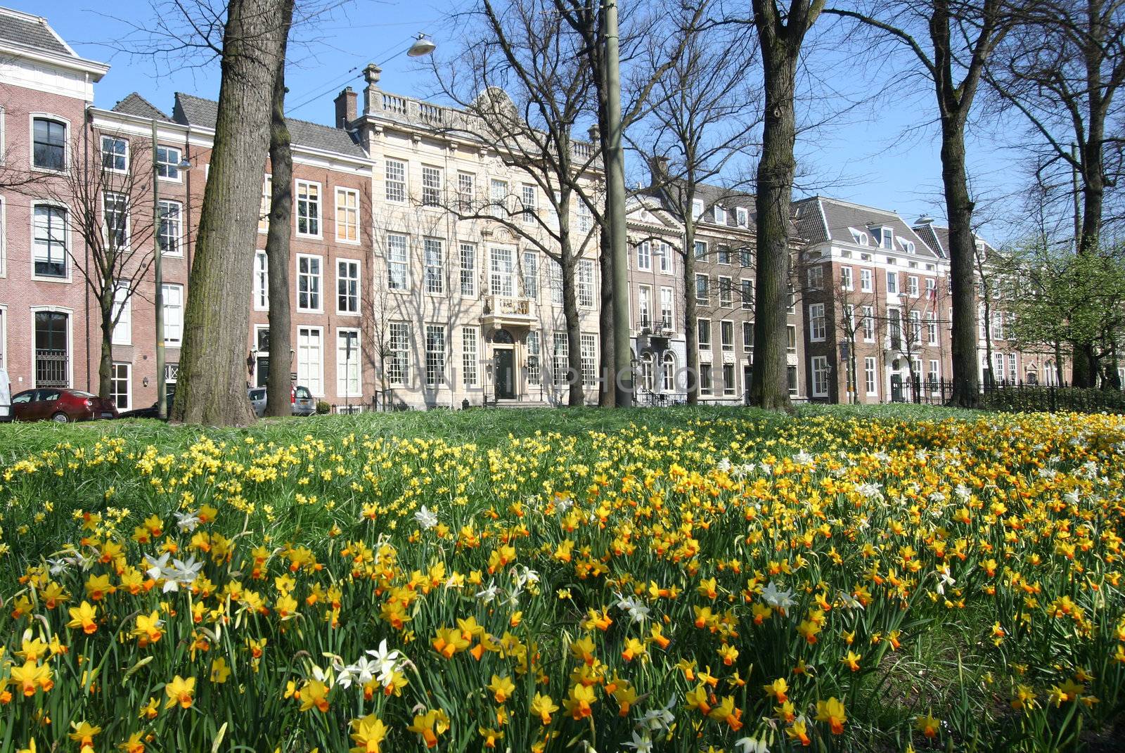 Spring flowers in The Hague