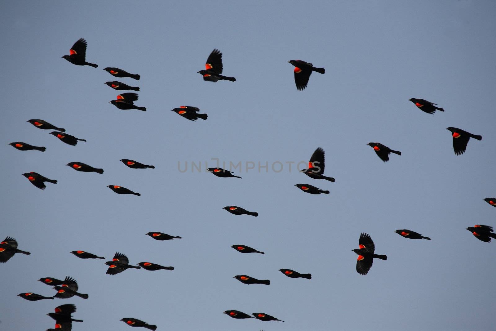 Red winged Blackbirds in fllight by pictureguy