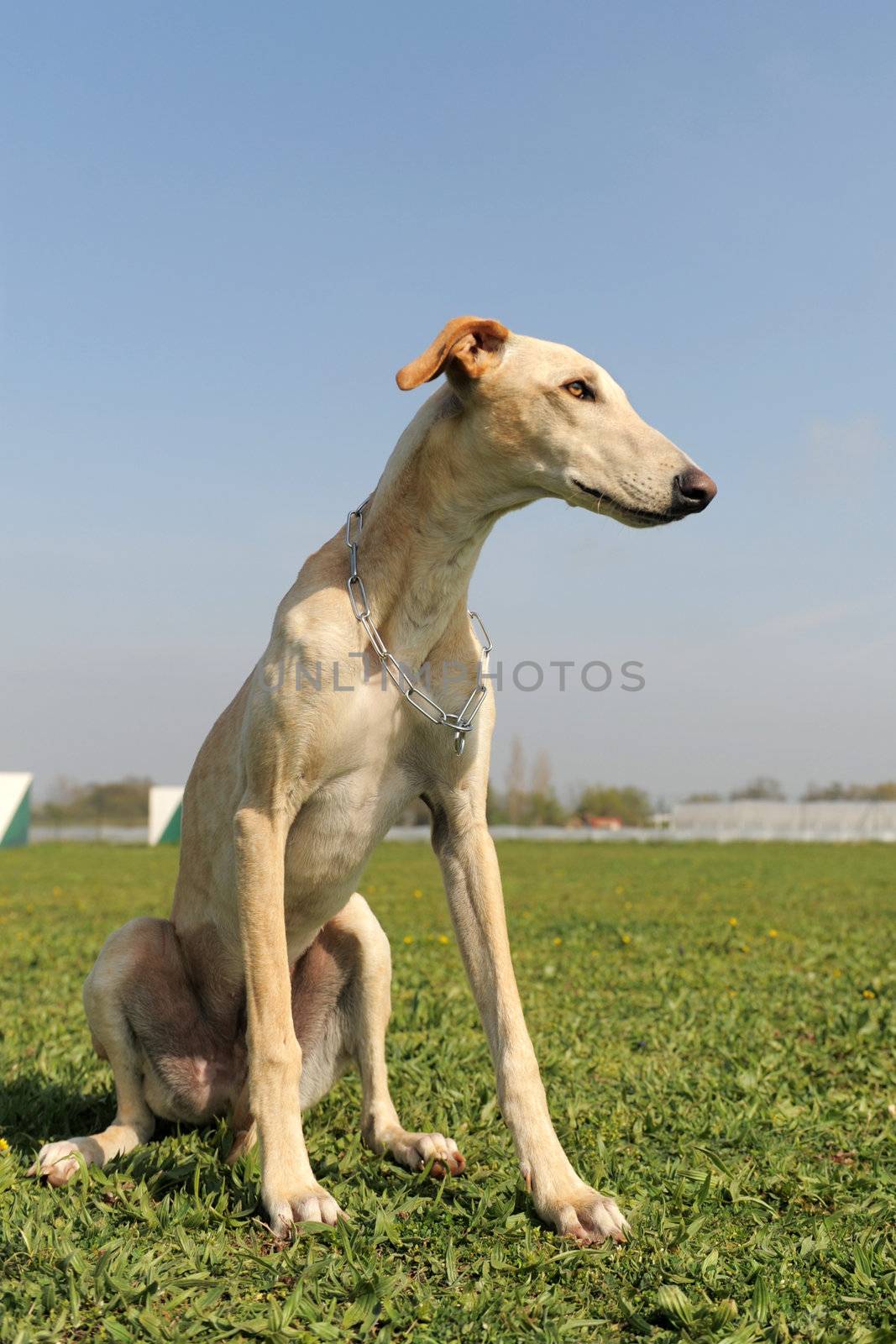 portrait of a purebred young spanish greyhound in a field