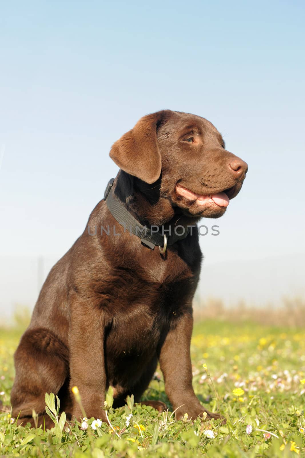  purebred puppy labrador retriever in a field