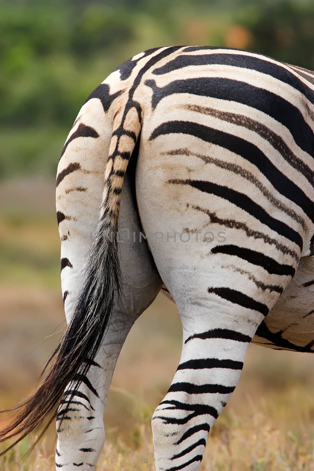 Rear End view of a burchell zebra