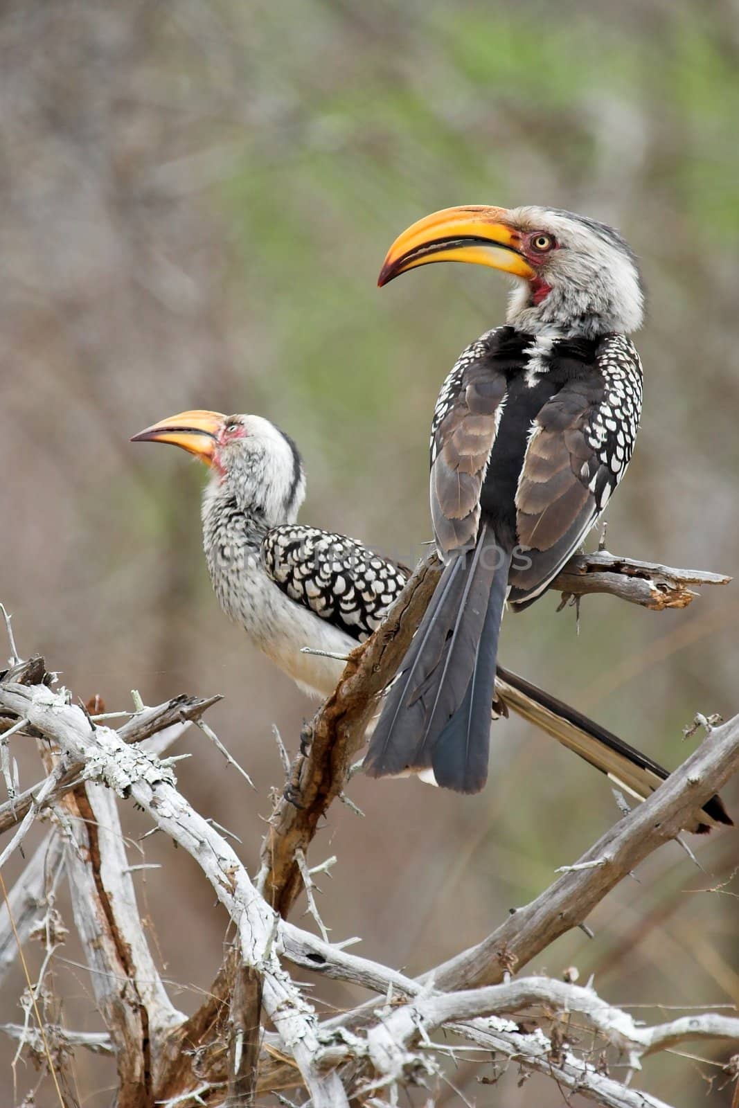 A pair of Southern Yellow-billed Hornbills on a branch