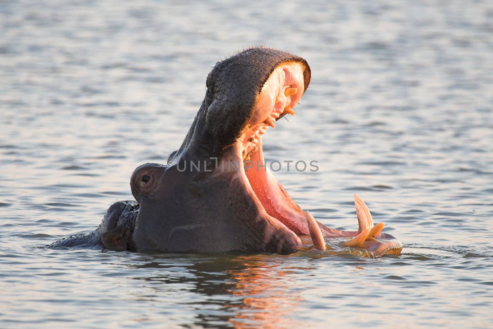 Hippo Yawning and showing its teeth in a dominance display