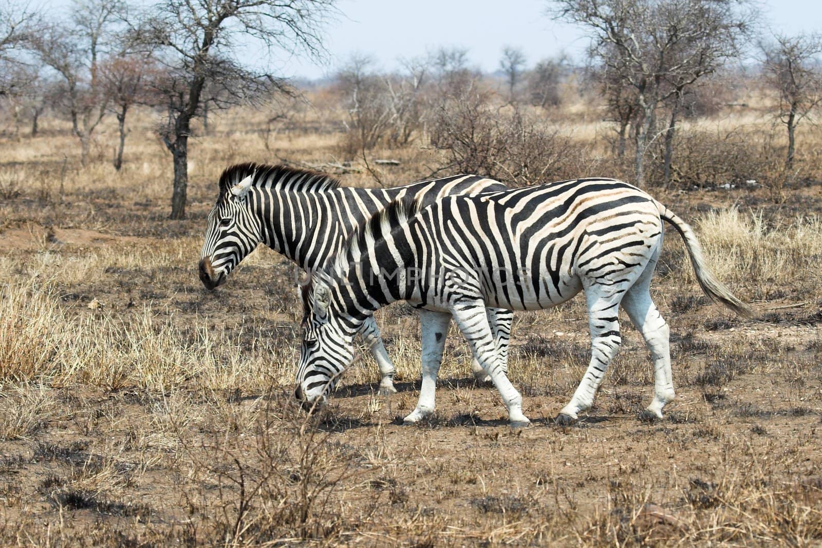 Zebra Pair feeding in the burnt grassfields of Kruger National Park