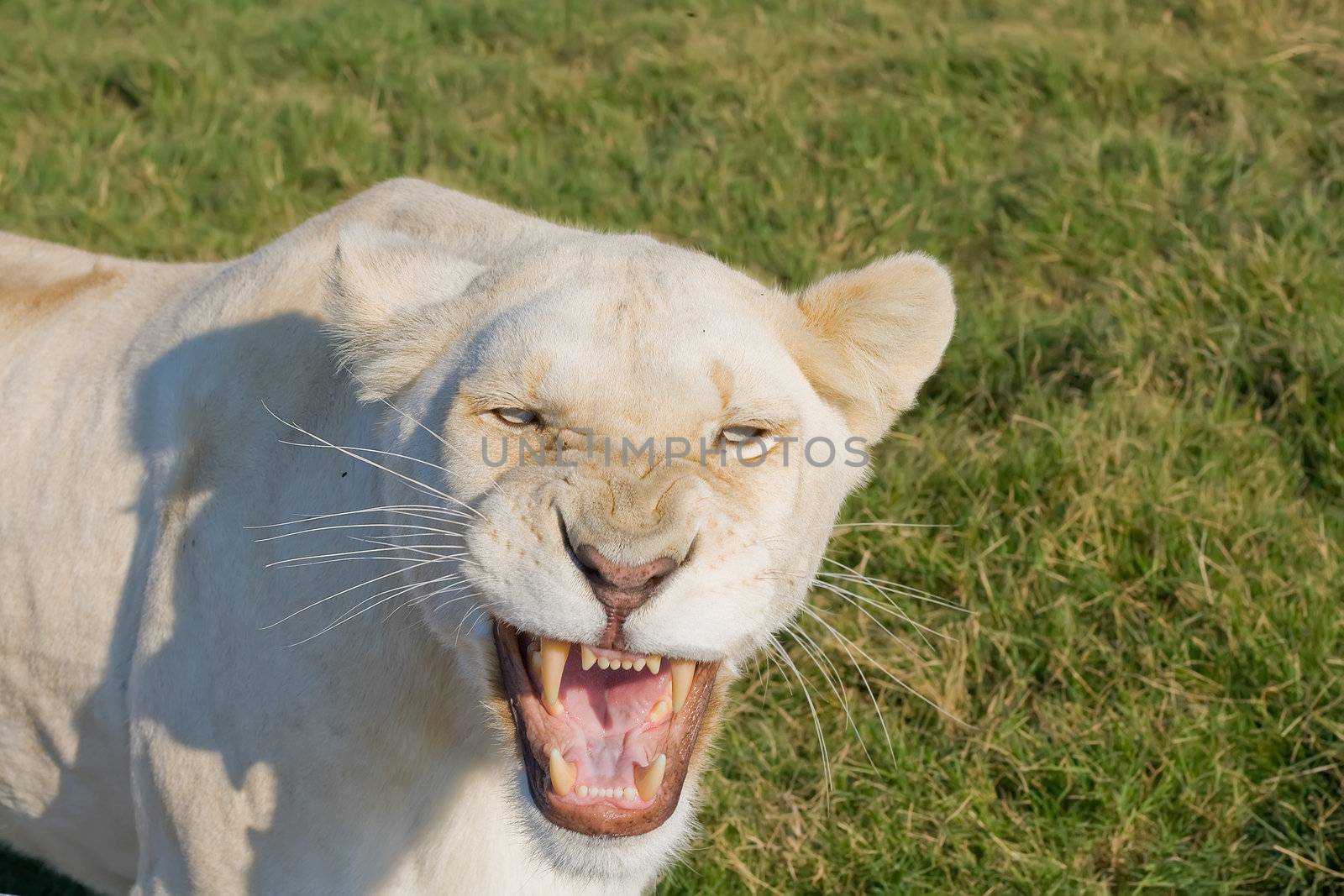 White Lioness growling and showing her teeth