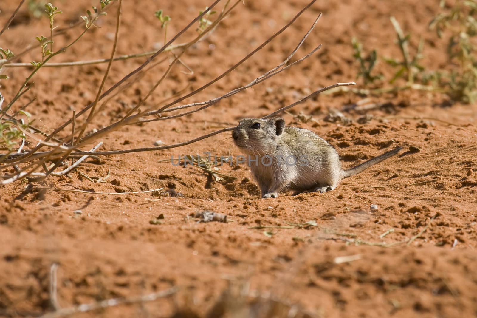 Desert Pygmy Mouse by nightowlza