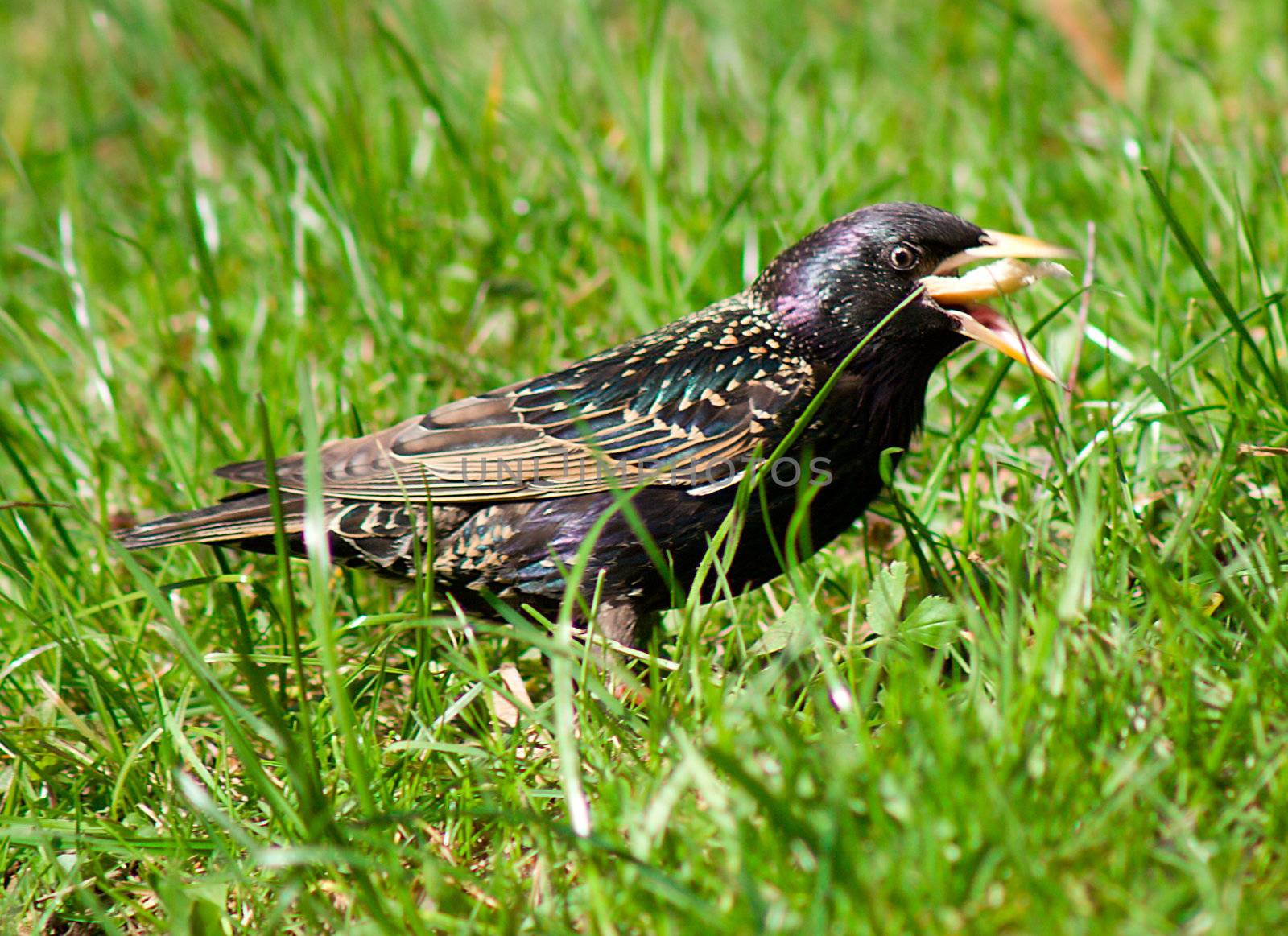 wild starling on grass in forest, on nature background