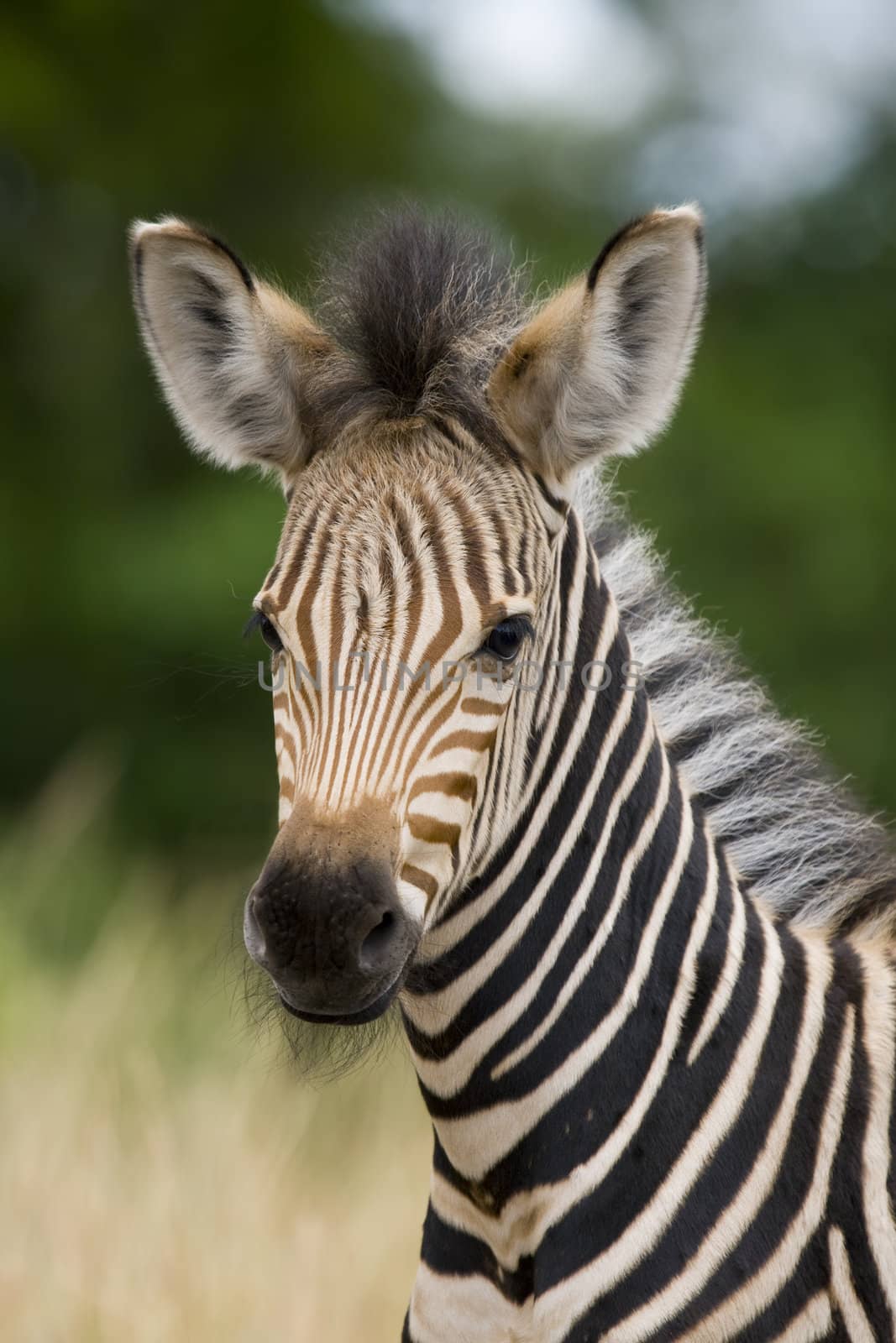 Young burchell zebra with mottle green background