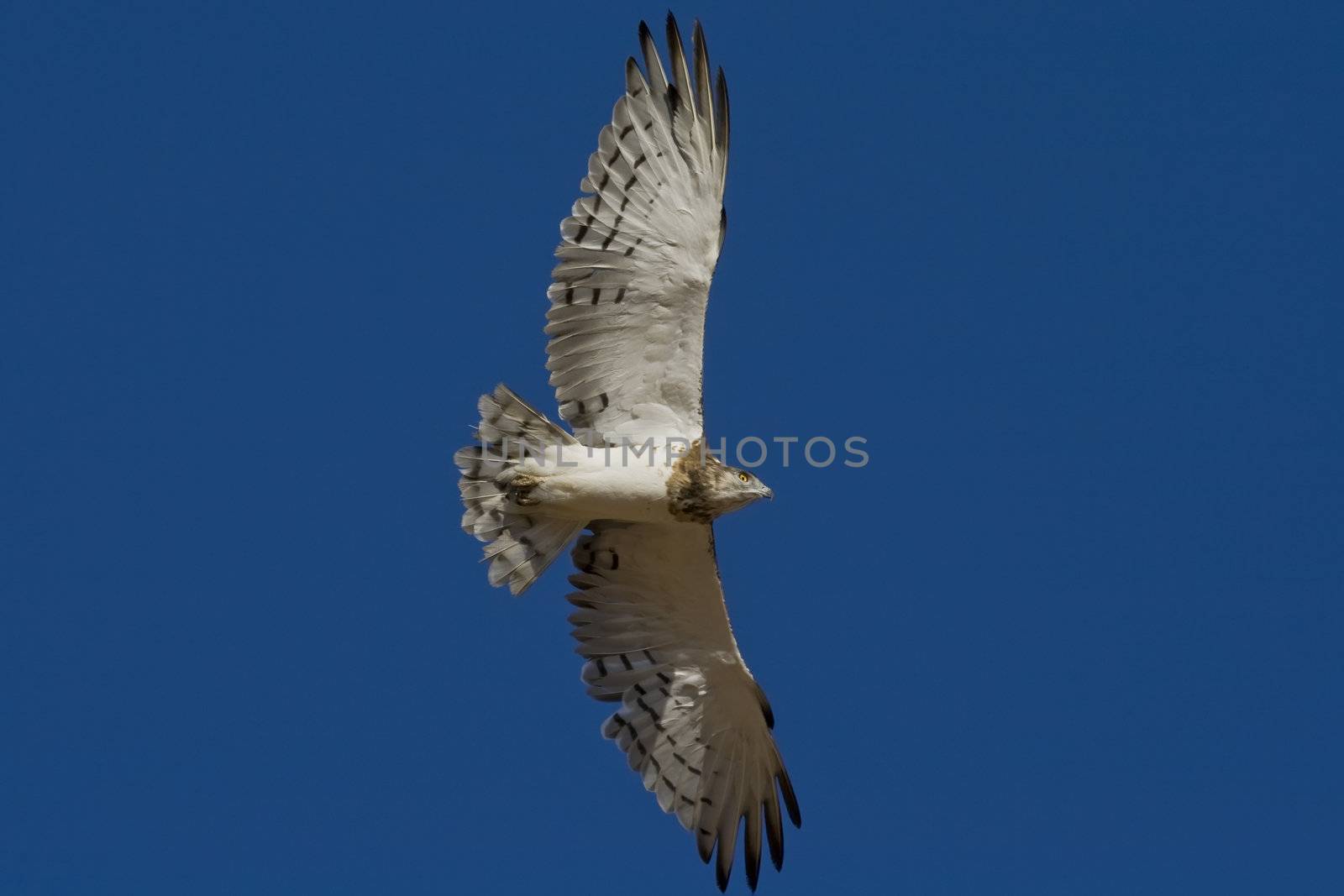 Black Chested Snake Eagle by nightowlza