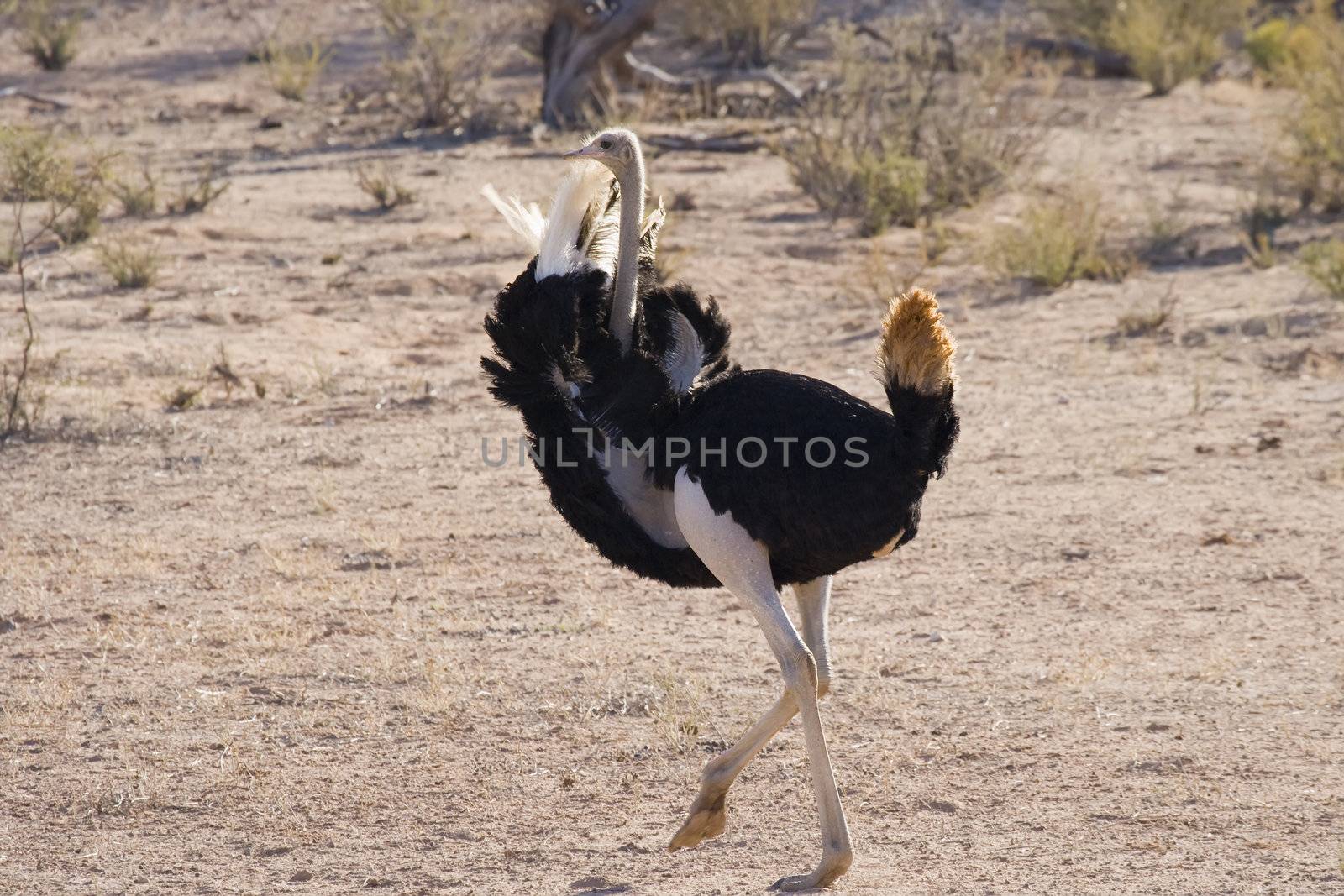 Male ostrich displaying his feathers for a female