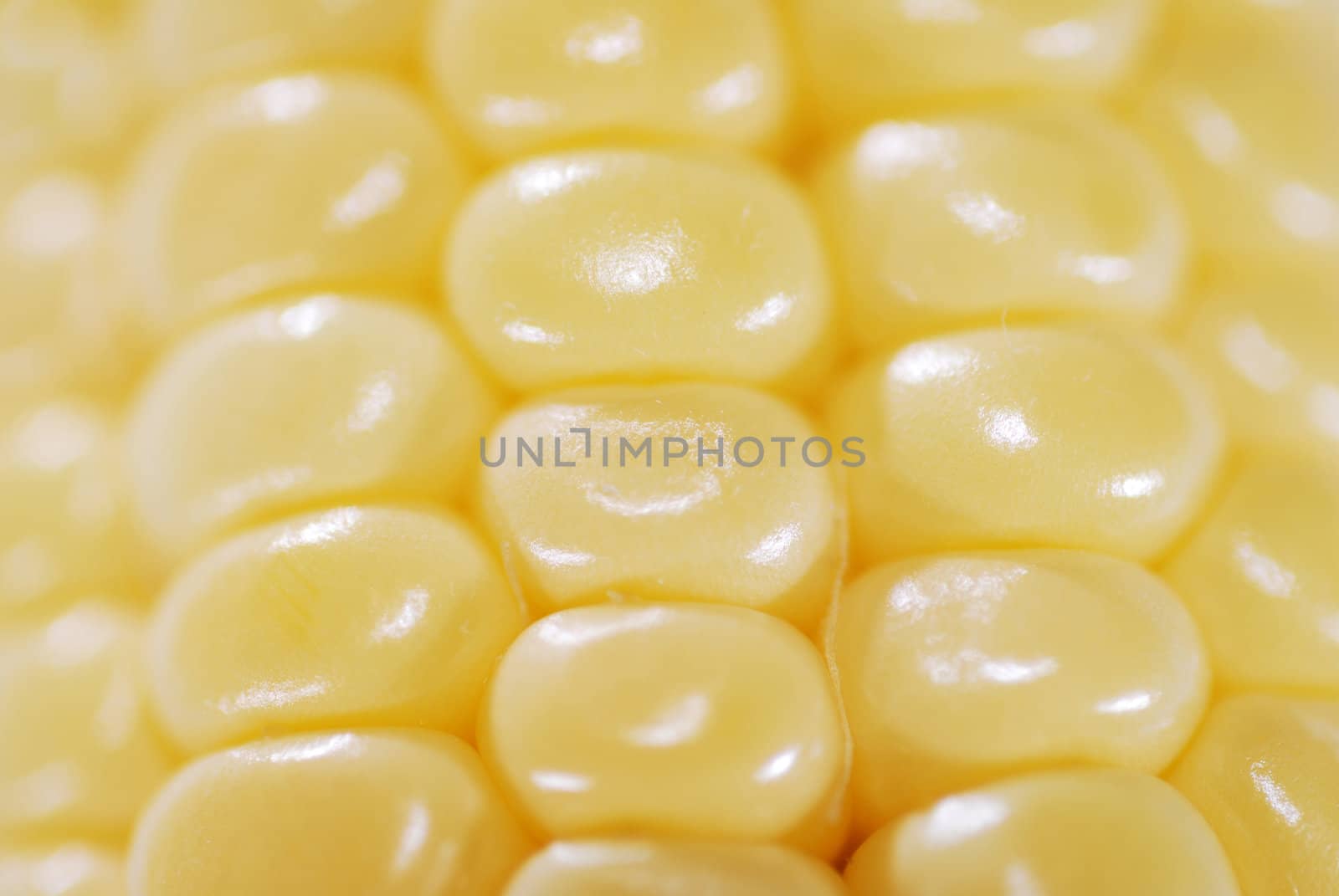 Fresh corn closeup