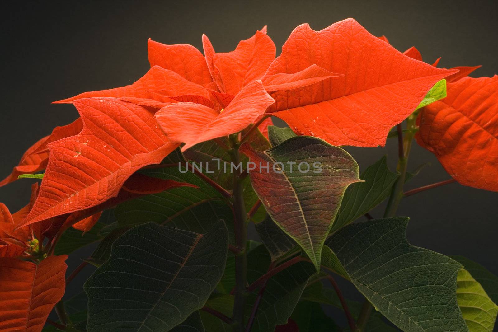 Poinsettia Pulcherrima - christmas flower - seasonal decoration - close up