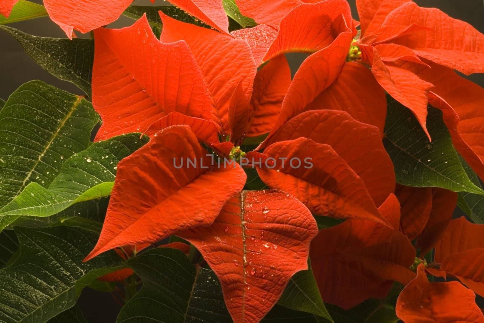 Poinsettia with droplets of water by werg