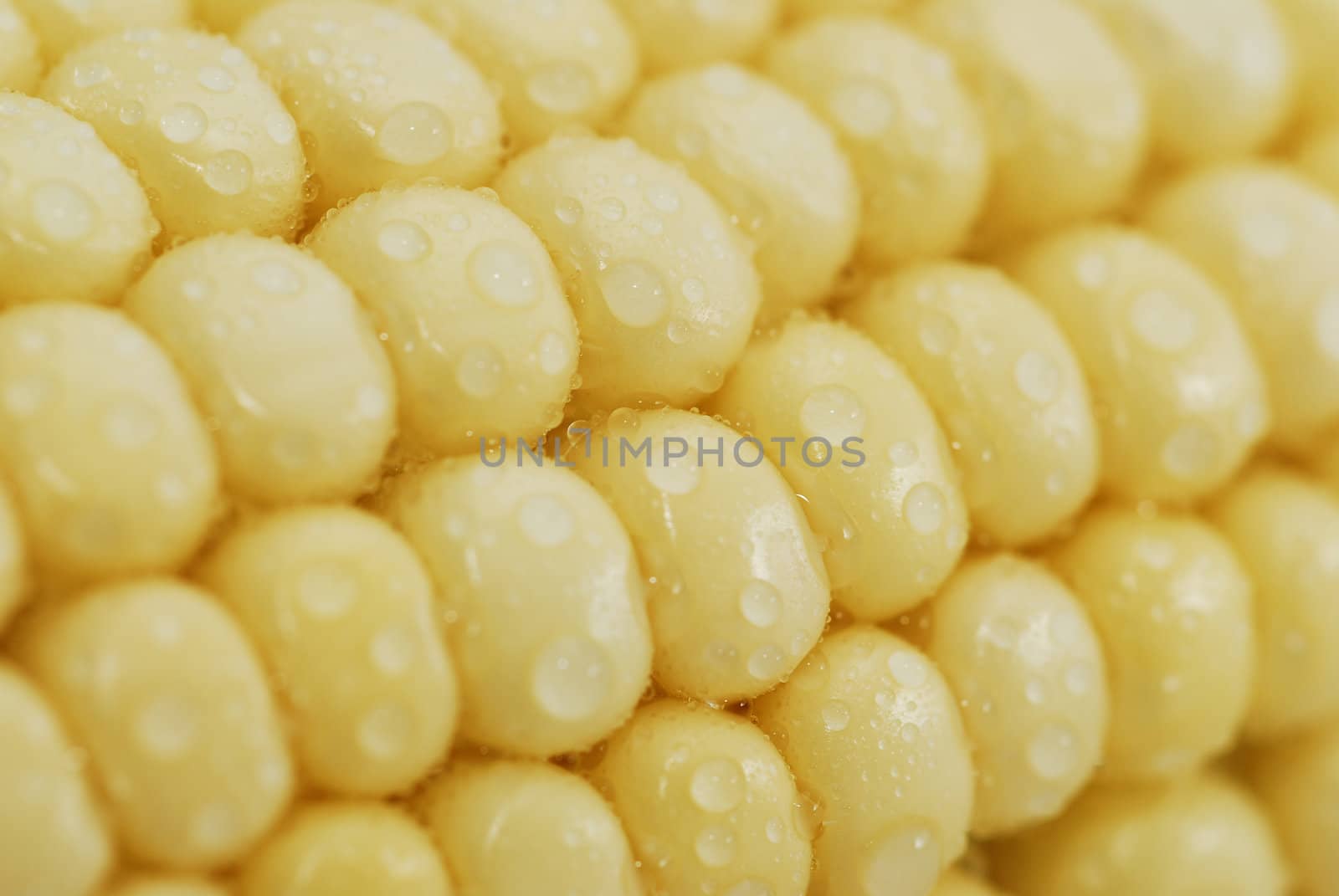 Corn with waterdrops background