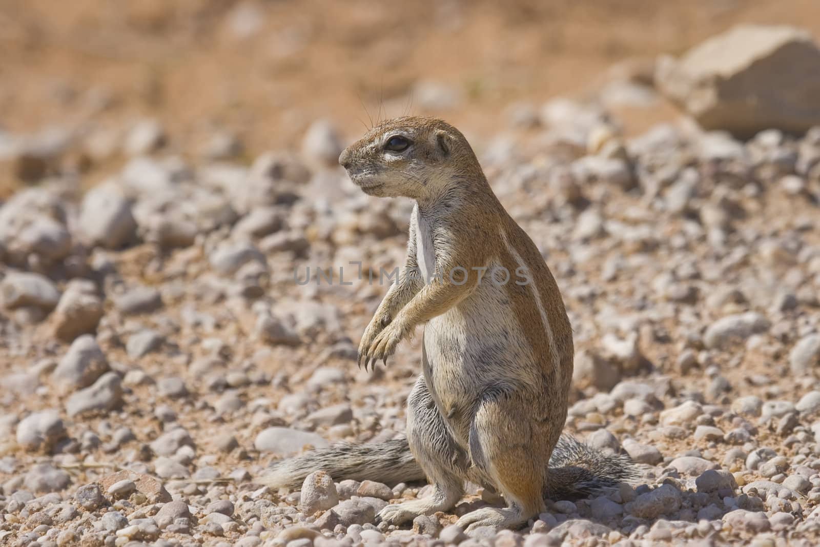 Ground squirrel standing alert and scanning for danger