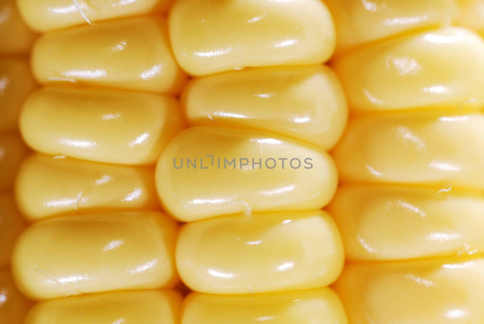 Fresh corn closeup background