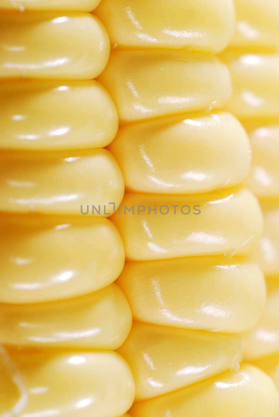 Fresh corn closeup background