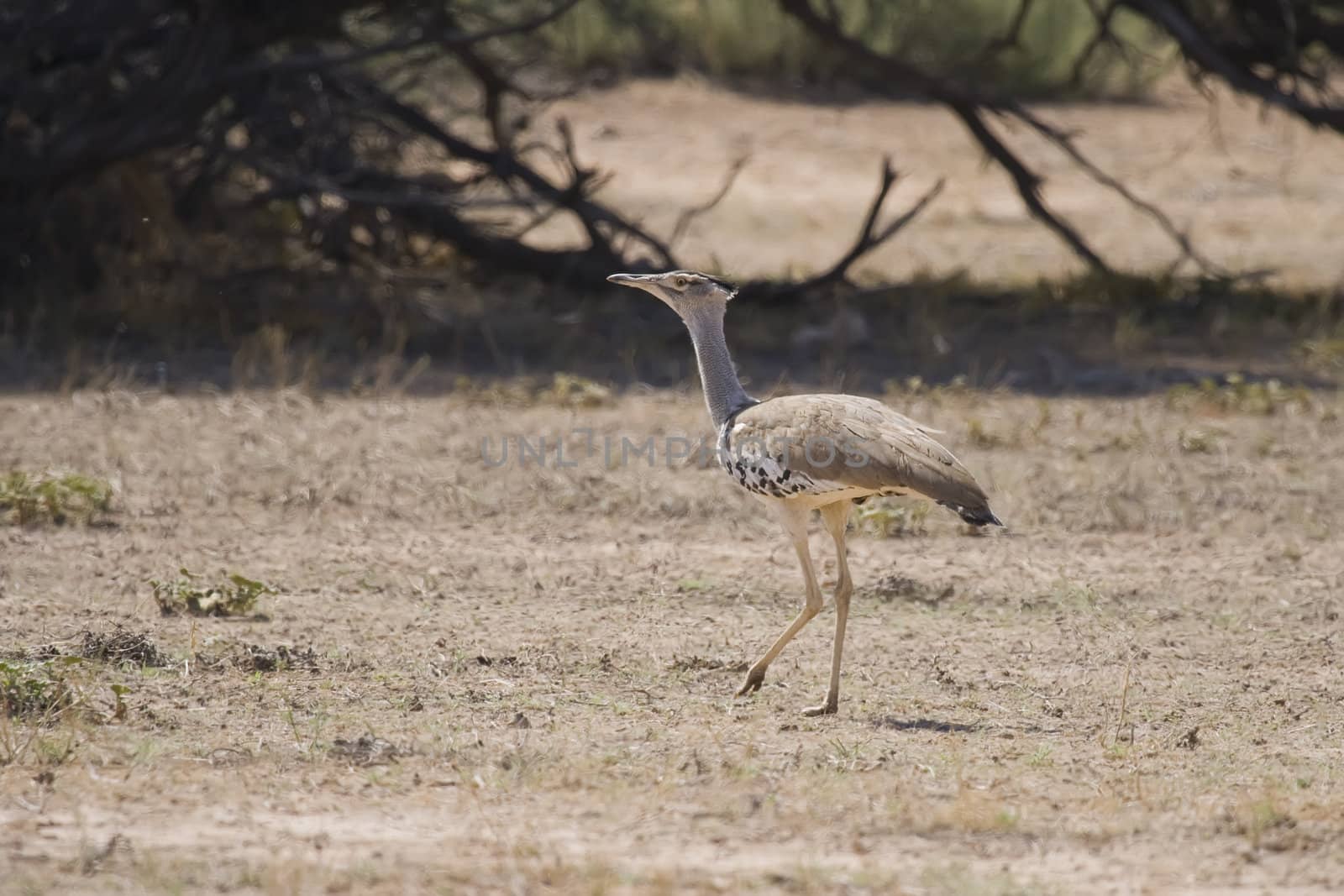 Kori Bustard on the open plains of the Kalahari