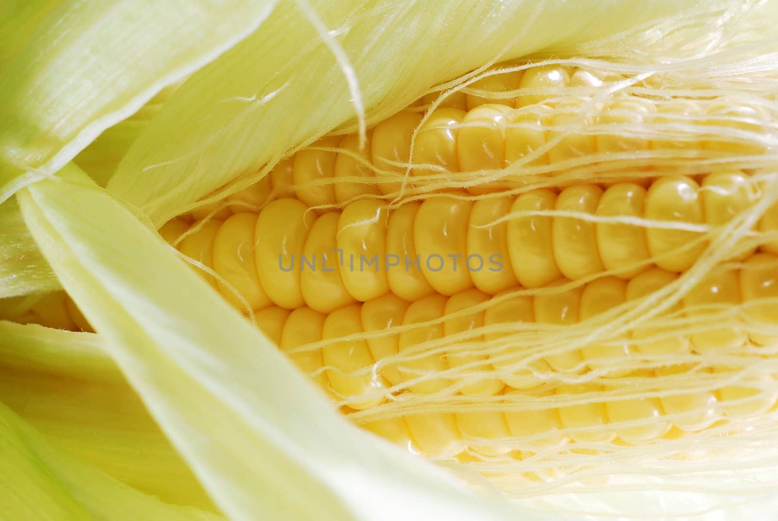 Fresh corn in cob background