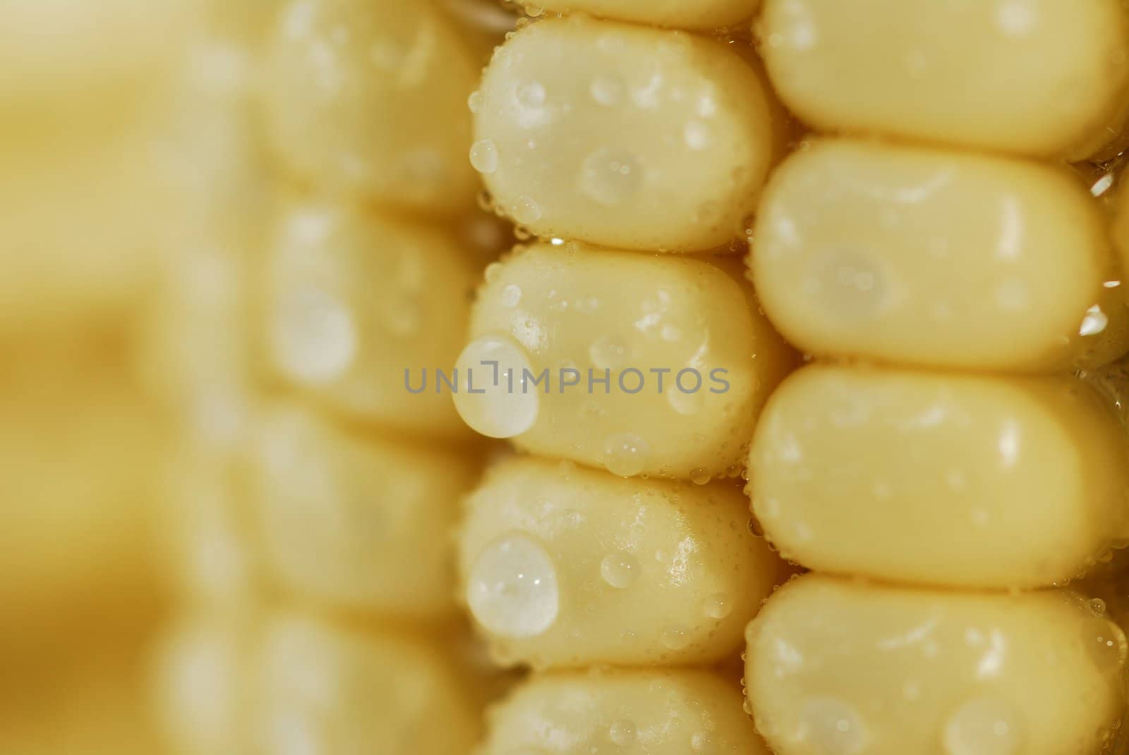 Closeup shot of fresh corn with waterdrops