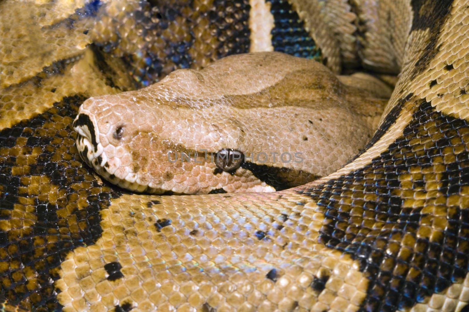 Head of a large adult Boa Constrictor  - detail