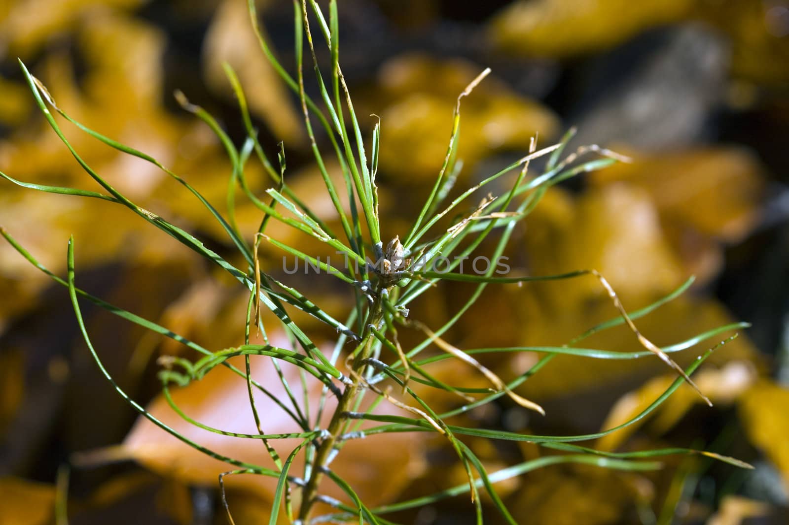 the terminal twig of a pine tree sapling - macro