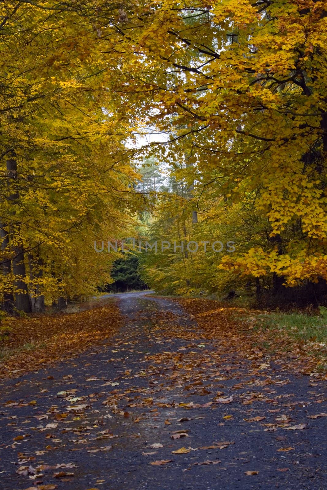 Mountain Road in Autumn by werg
