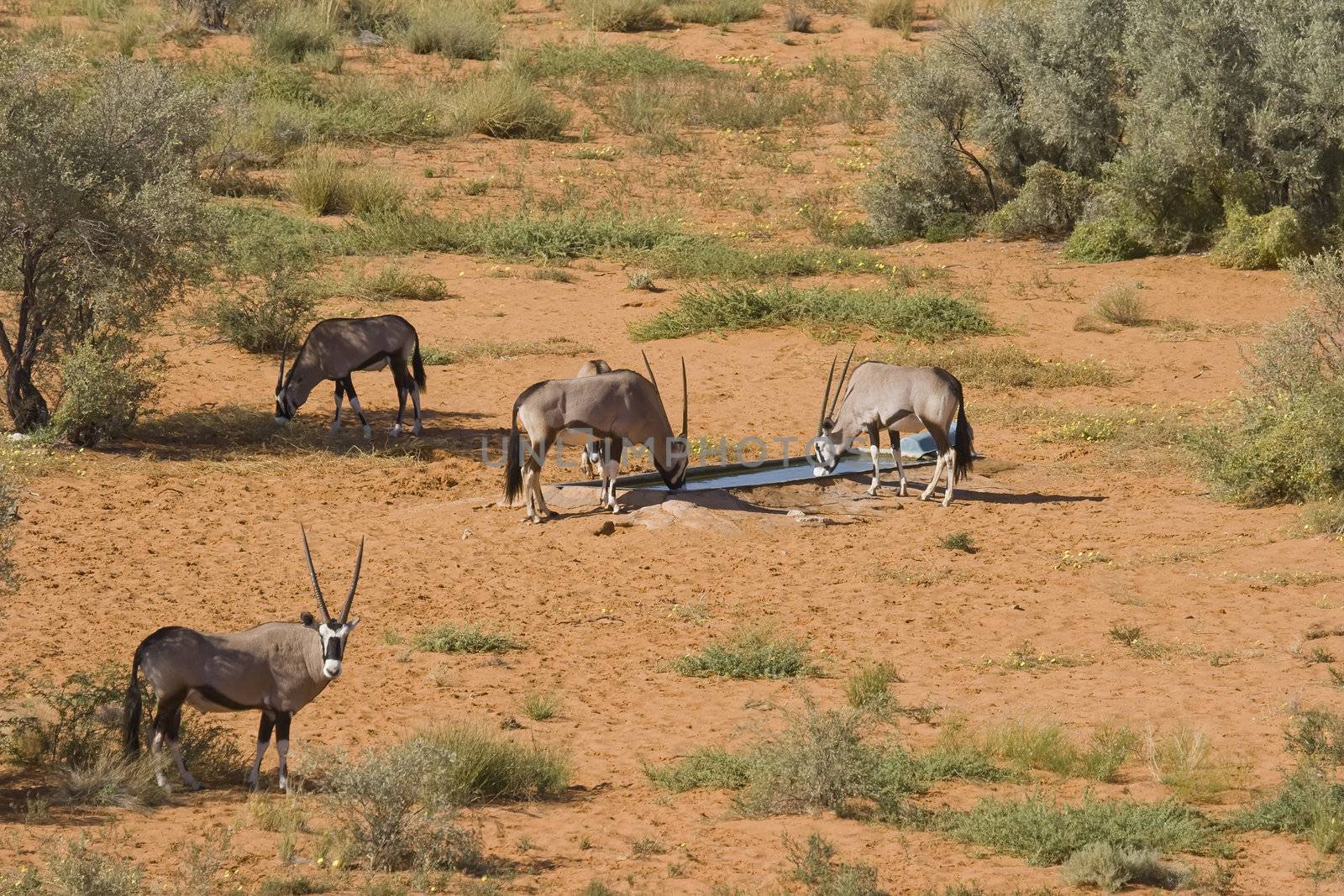 Gemsbok herd feed and drinking at a watering hole