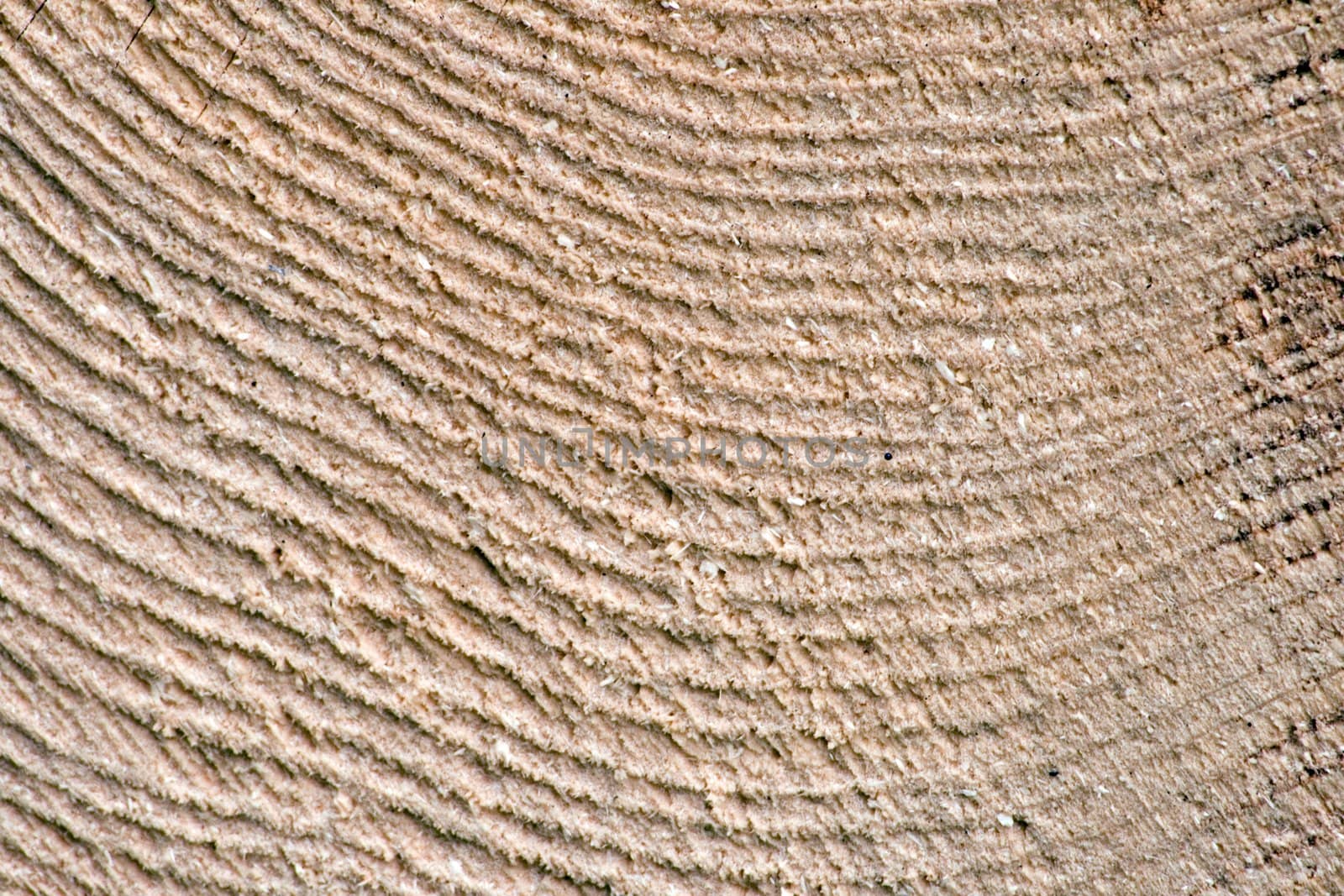Detail of the texture of the wood of a spruce