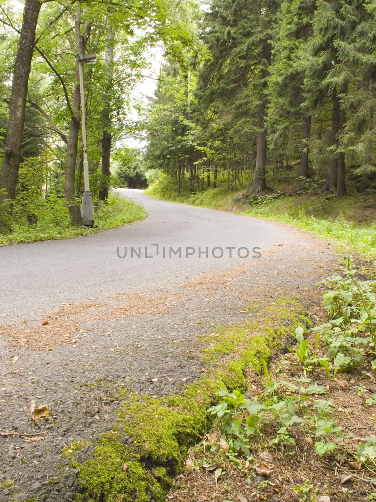 a small winding mountain road in the woods