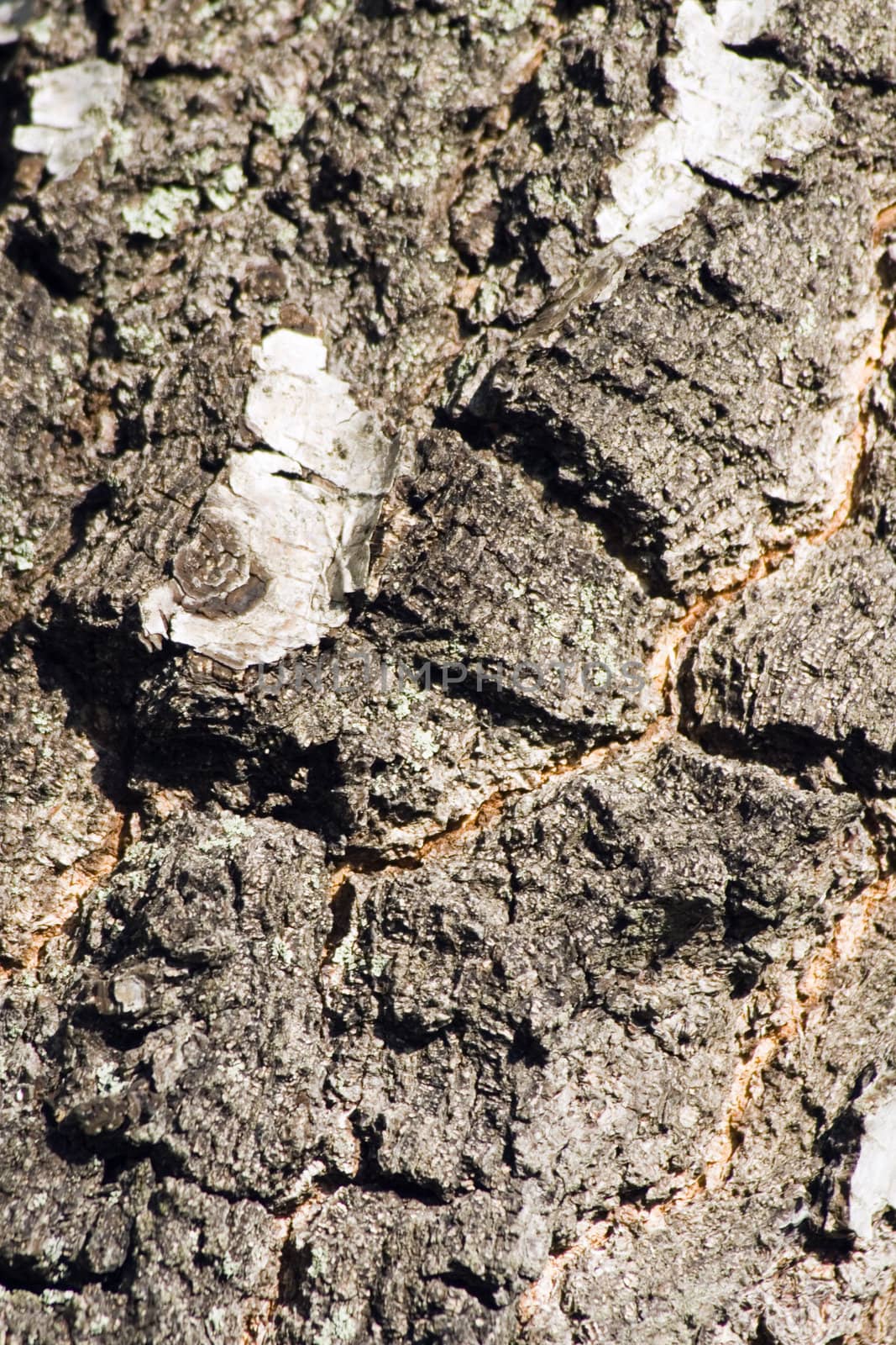 Detail of the texture of the bark of a birch