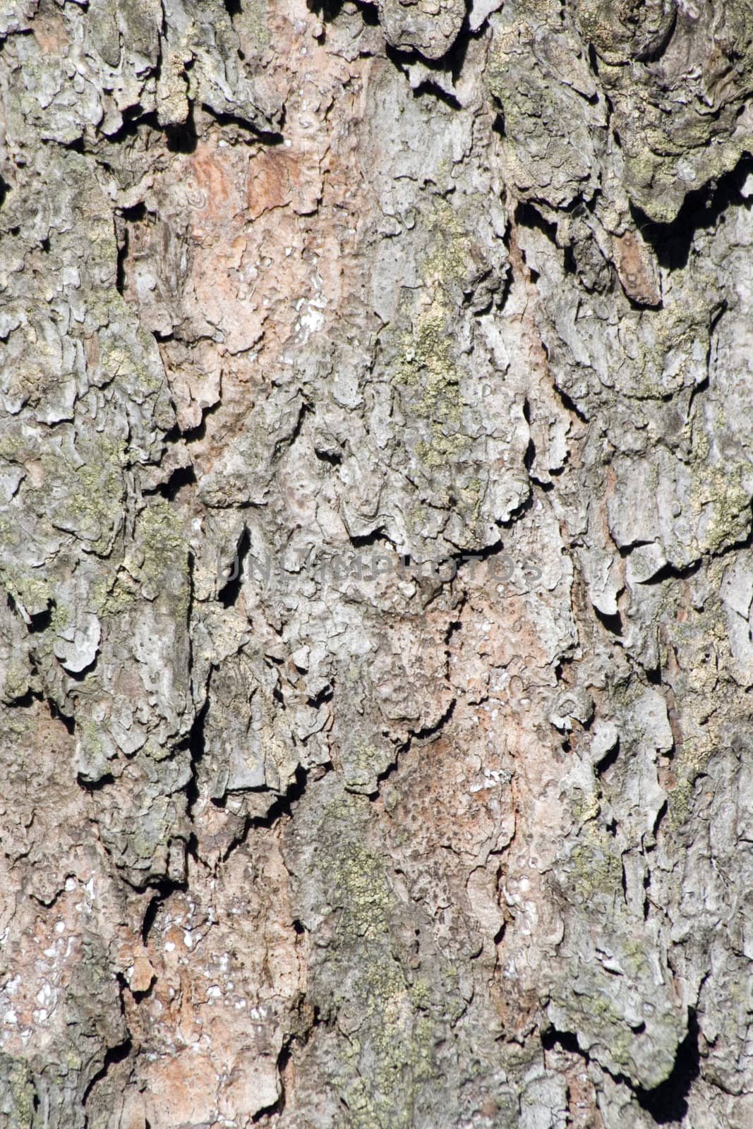 Detail of the texture of the bark of a spruce - suitable as a background