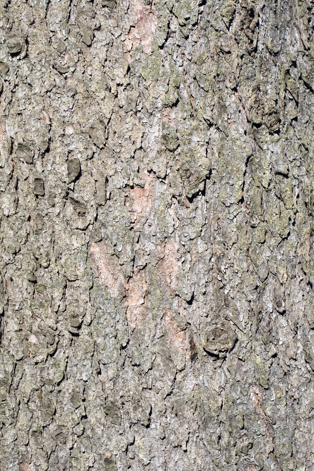 Detail of the texture of the bark of a spruce - suitable as a background