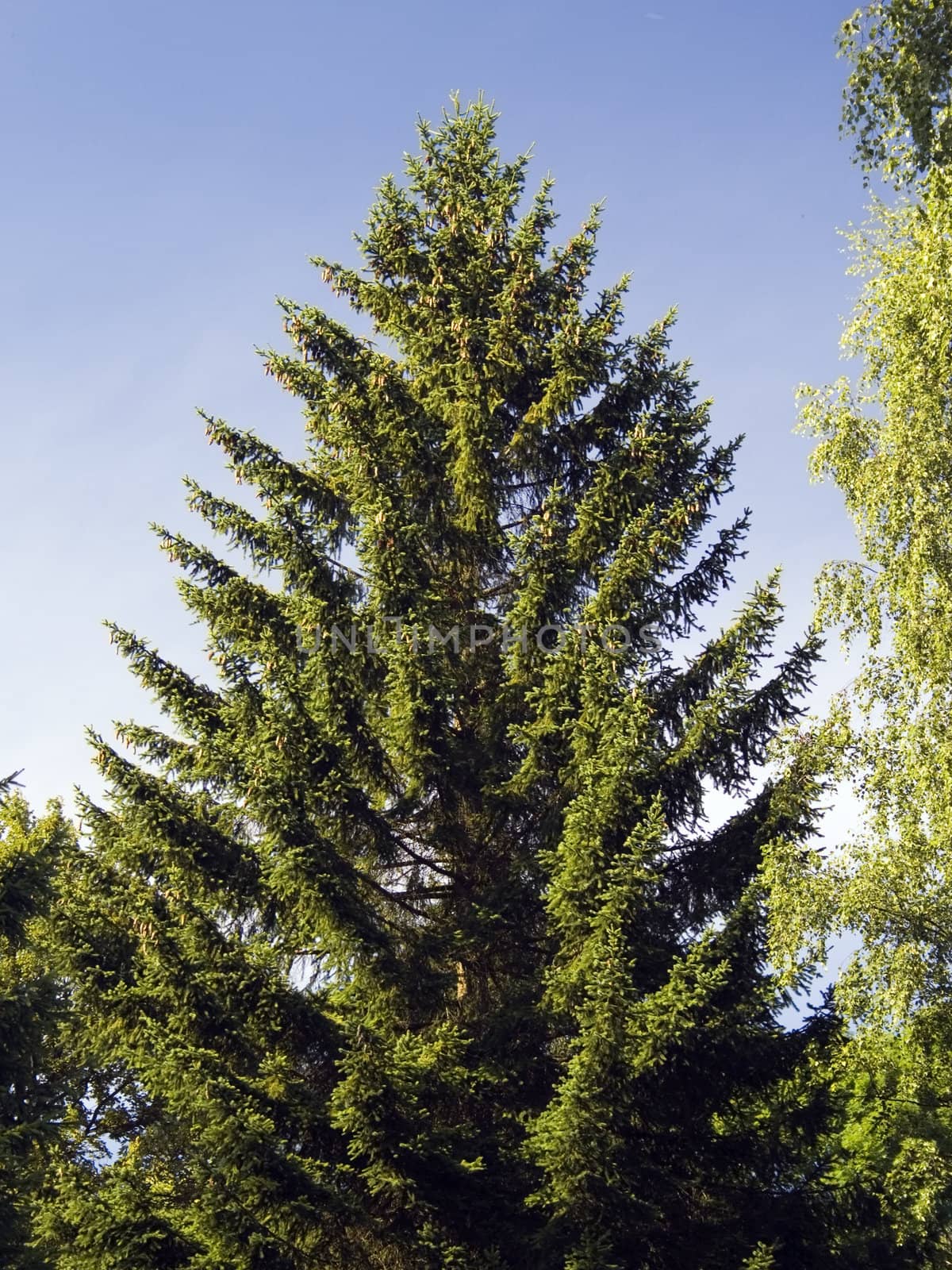 A nice single spruce tree against the dark blue sky