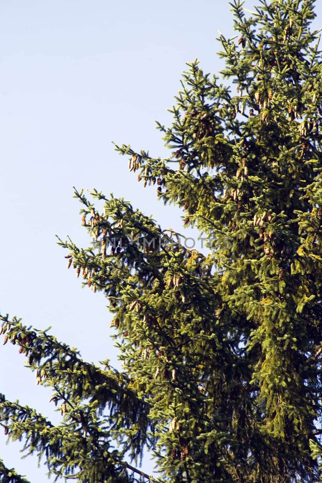 Detail of a single spruce tree with cones against the light blue sky