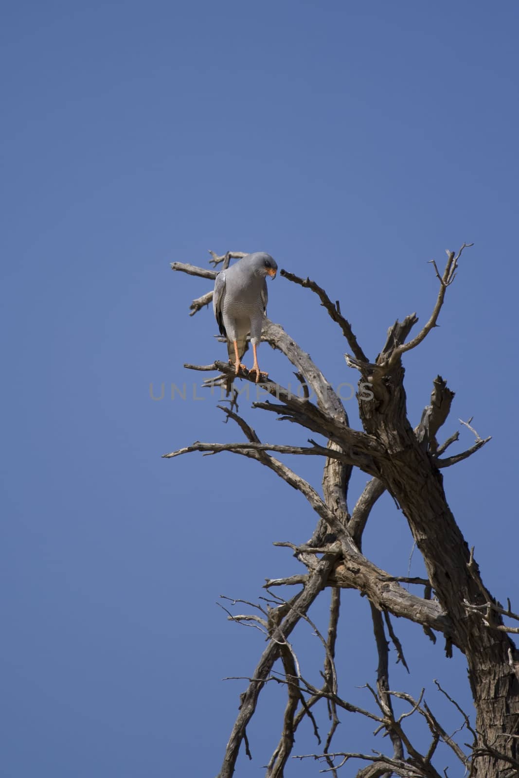 Pale chanting goshawk searching for prey from the perch of a dead tree