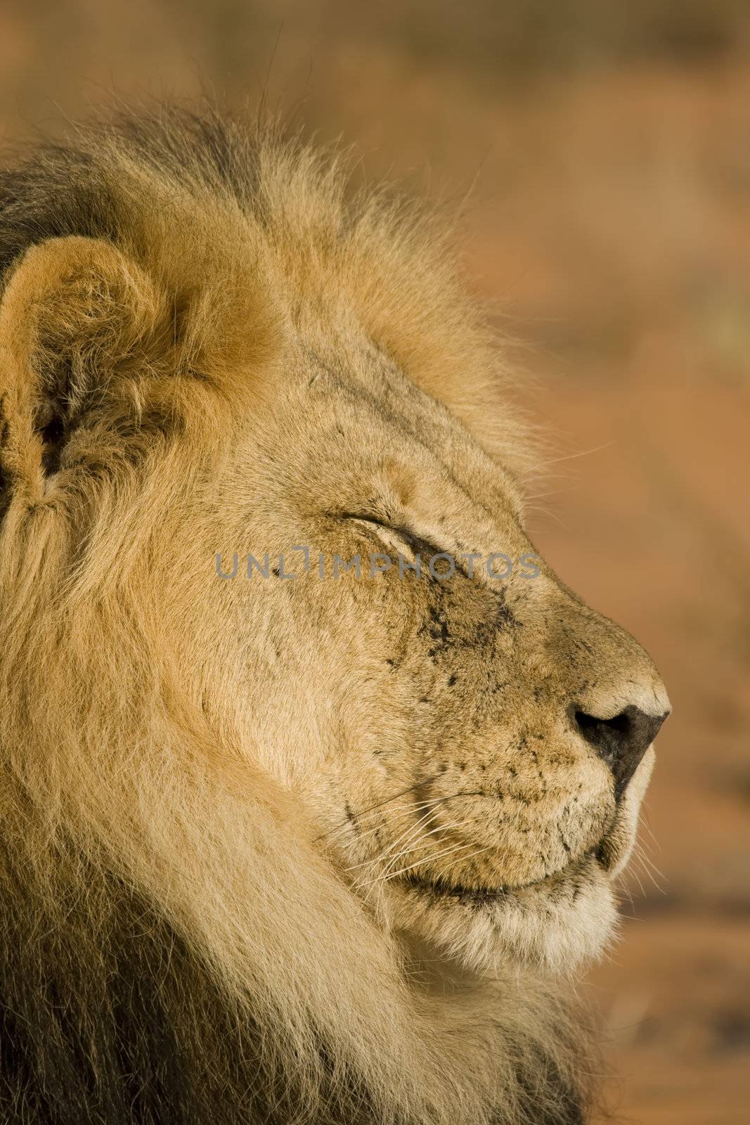 Majestic Male Lion resting in the sun