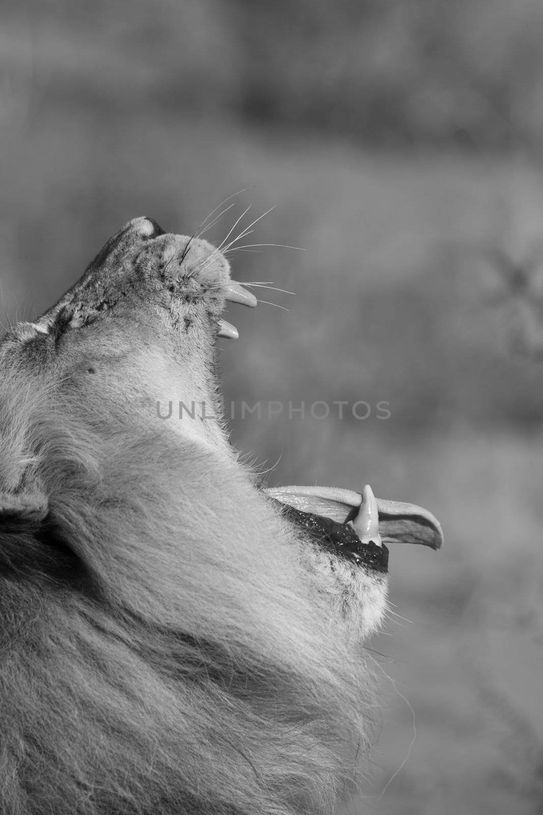 Lion Yawning by nightowlza