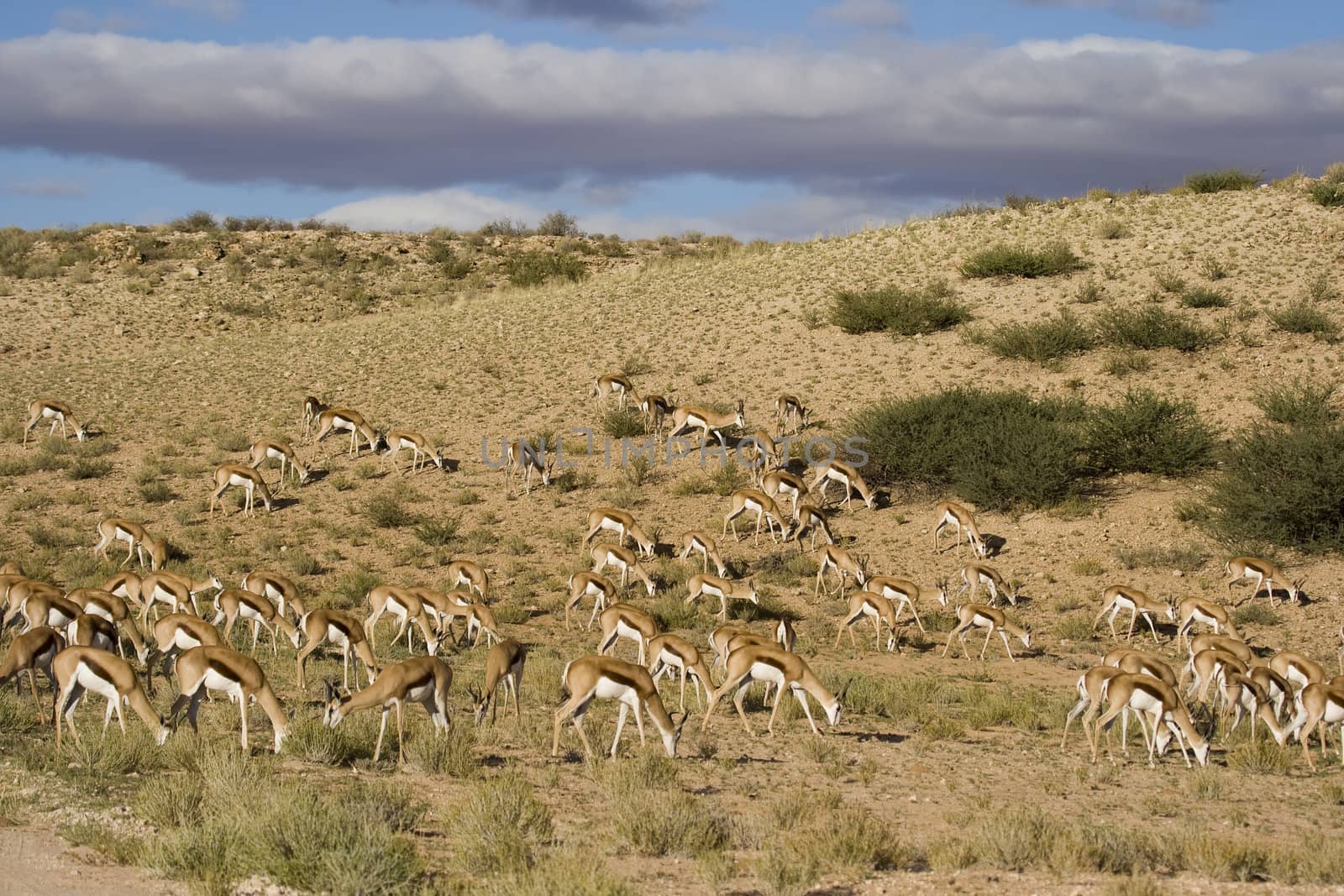 Herb of springbok feeding on grass in the Kalahari