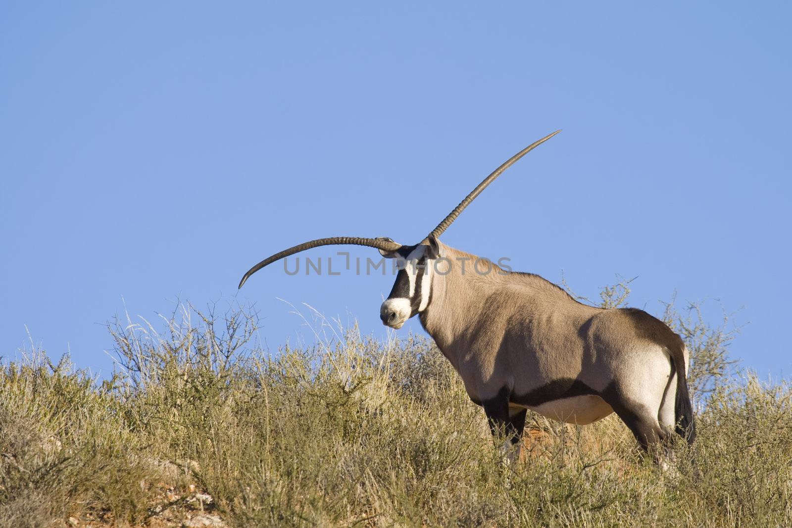 Genetically faulted gemsbok, with abnormal horn