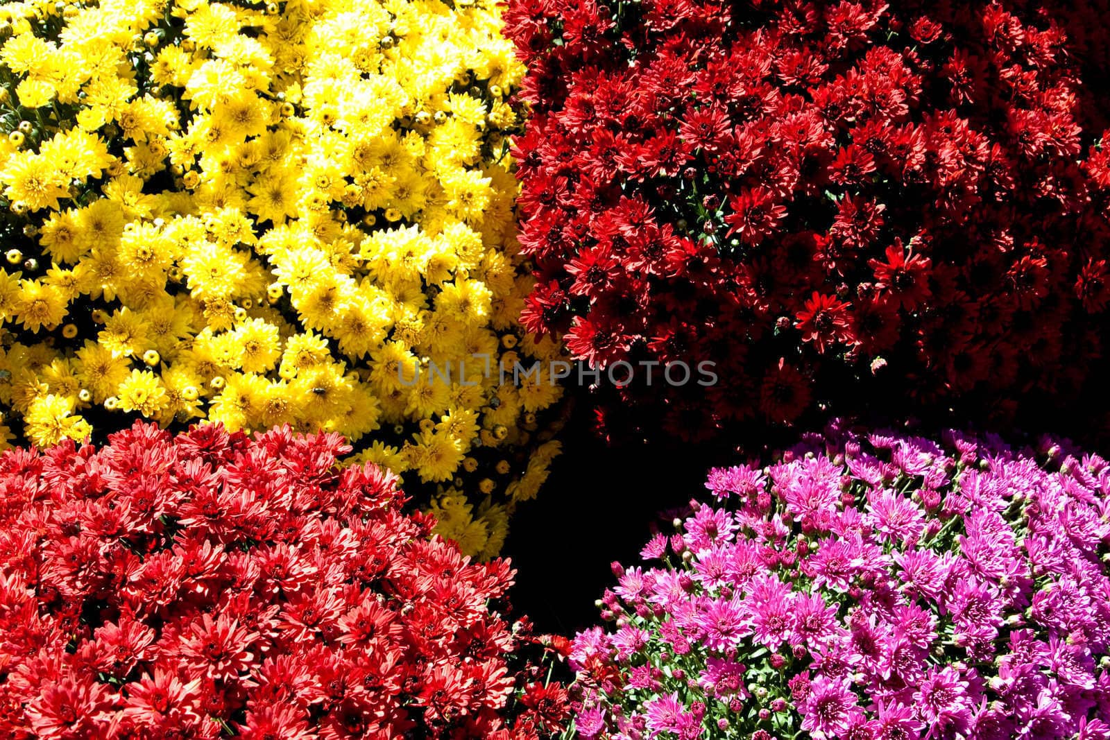 Four colors of fall mums in pots
