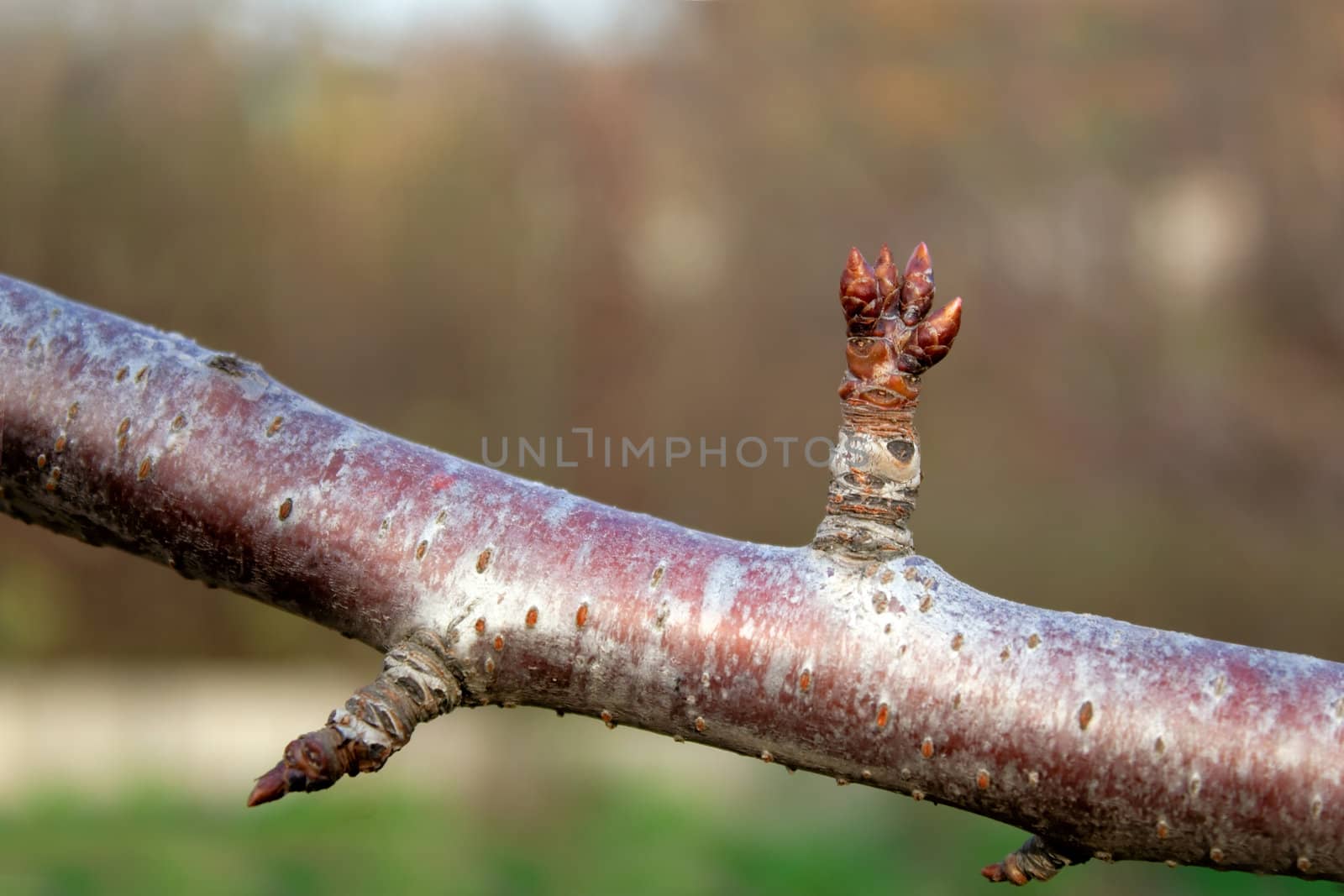 Flower buds on a branch of cherry
