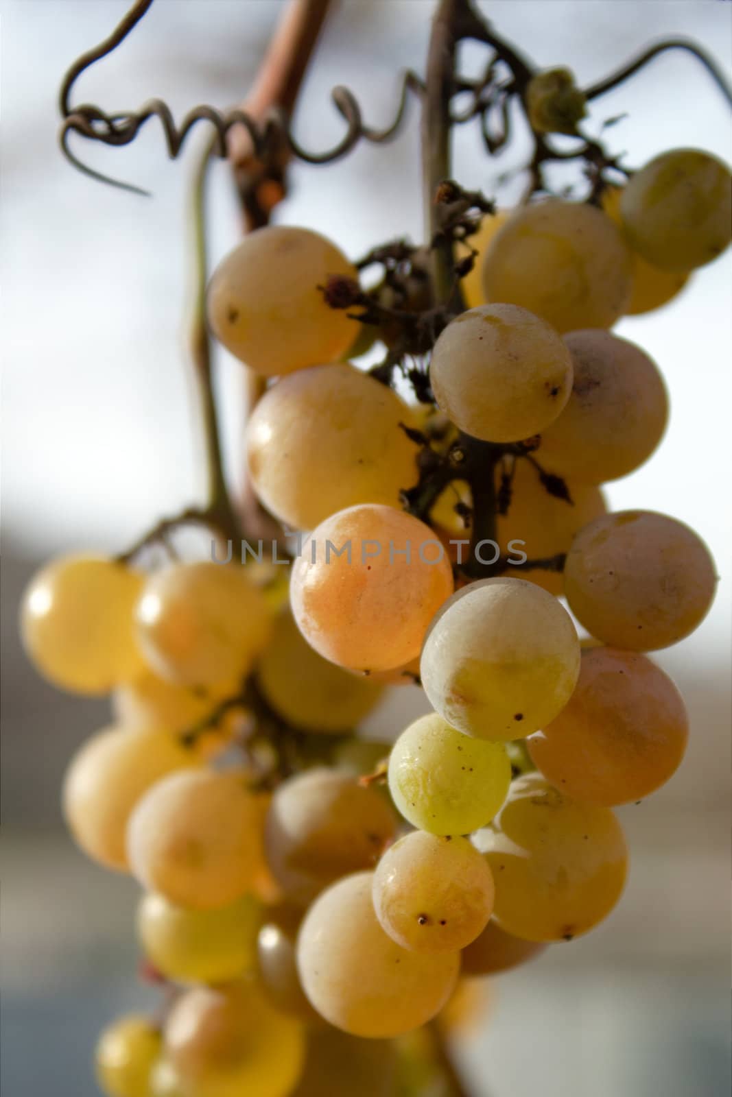 Bunch of grapes
