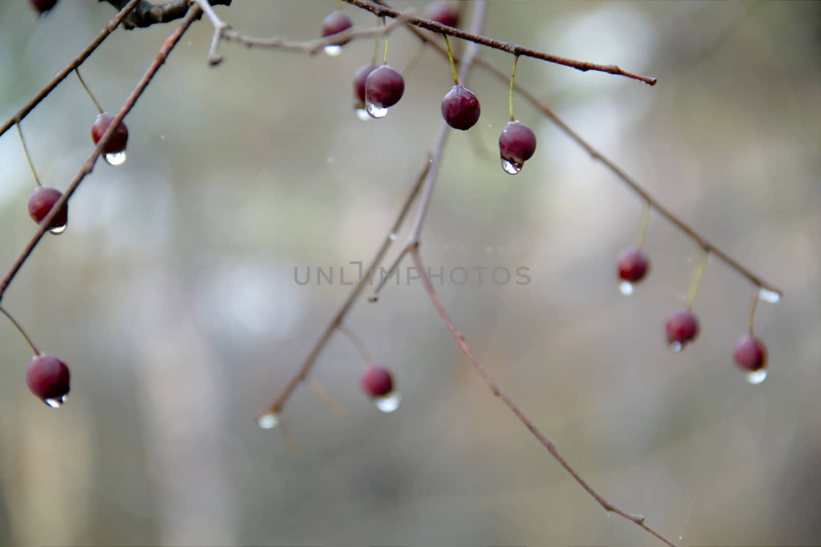 Rain drops on the fruit