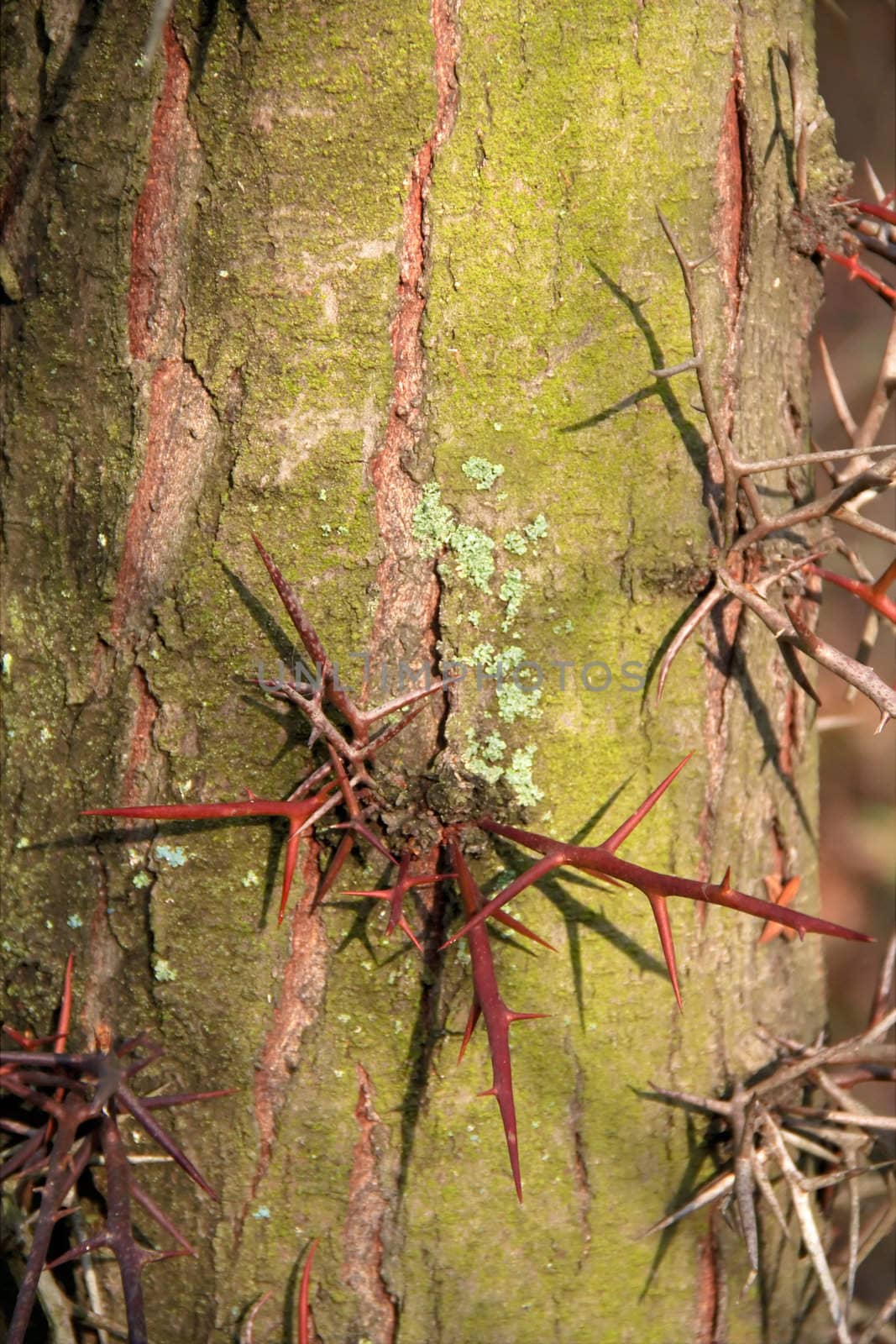 The spines on the trunk of a tree