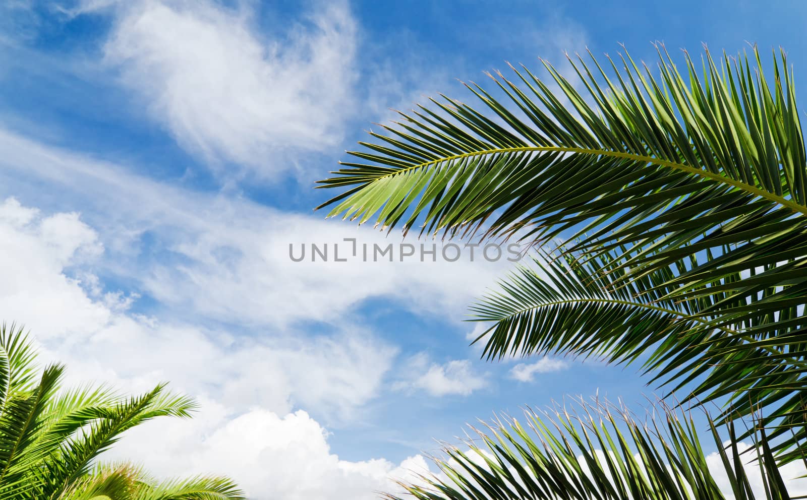 Blue sky with palm trees by nikitabuida